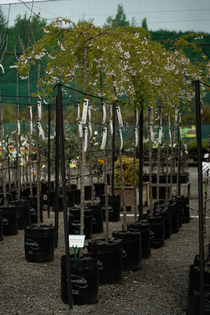 Prunus Subhirtella Falling Snow