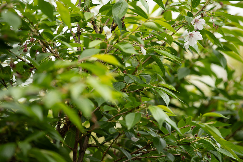 Prunus Yedoensis Awanui