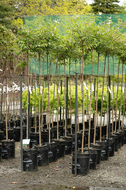 Prunus Yedoensis Awanui