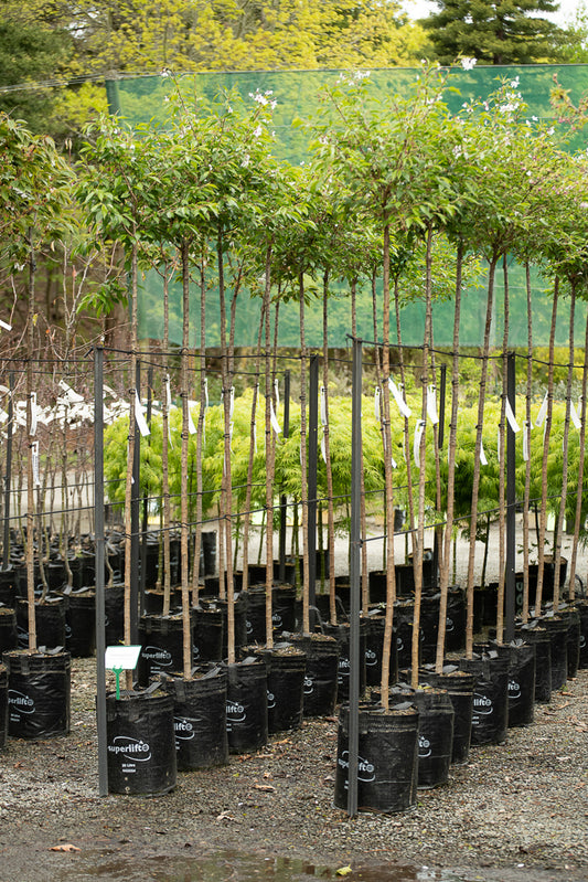 Prunus Yedoensis Awanui