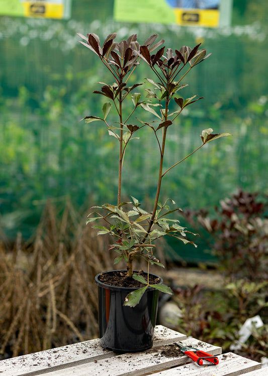 Pseudopanax Lessonii Purpureum