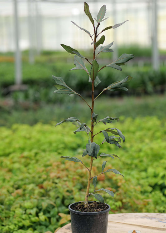 Pseudopanax Moas Toes