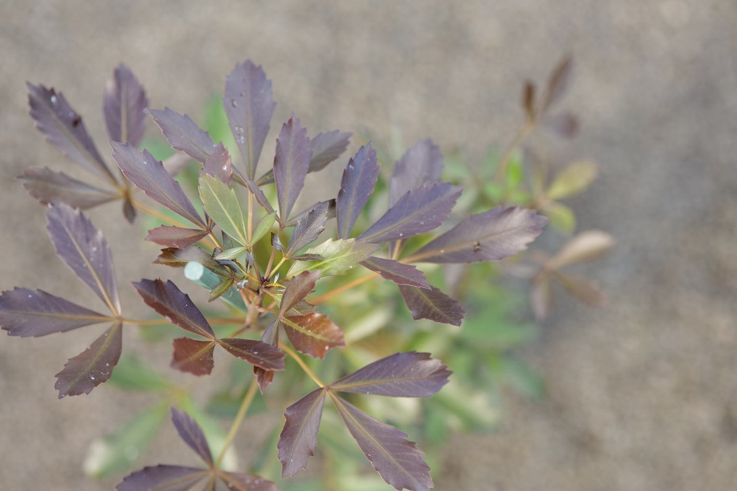 Pseudopanax Moas Toes