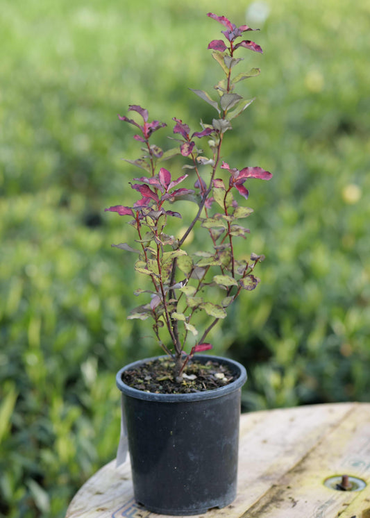 A small potted Pseudowintera Red Hot with reddish-purple leaves in a black nursery pot, placed on a rustic wooden table with a blurred green garden background.