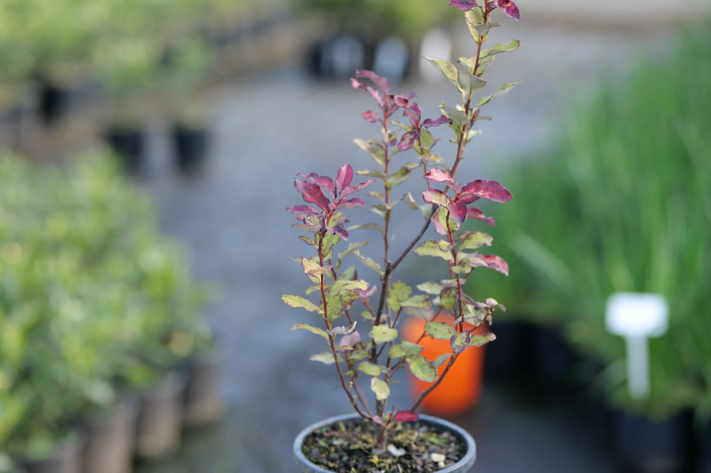 A small potted Pseudowintera Red Hot with reddish-purple leaves and green-yellow foliage, shown in a nursery setting with blurred other plants and pots in the background.