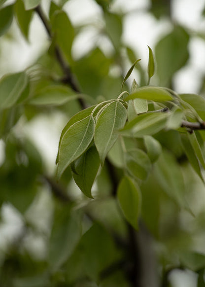 Pyrus Betulifolia Autumn Leaves