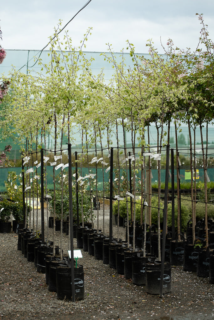 Pyrus Betulifolia Autumn Leaves