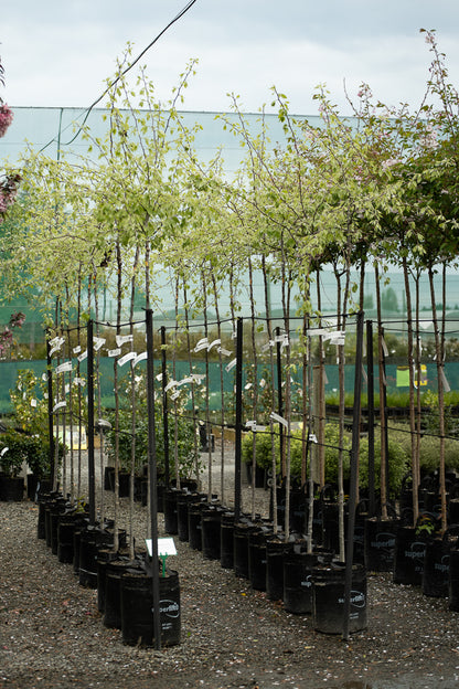 Pyrus Betulifolia Autumn Leaves