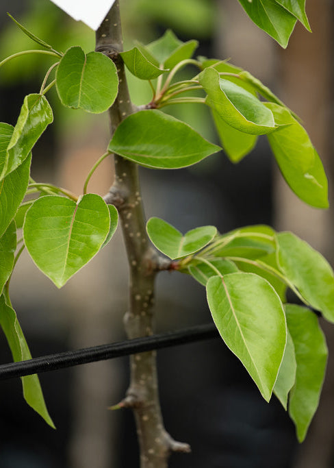 Pyrus Calleryana Kea