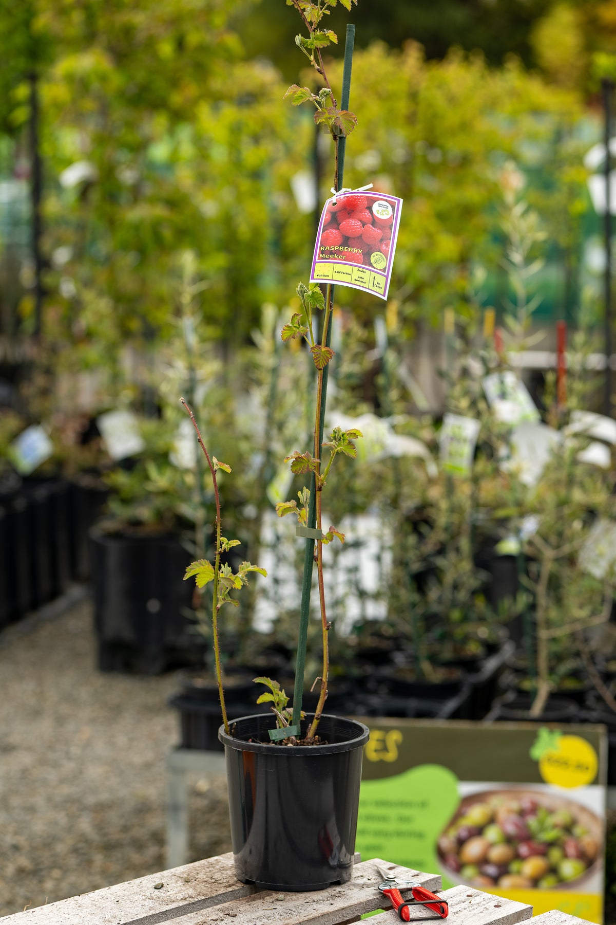 Raspberry Meeker – CJ's Plant Farm