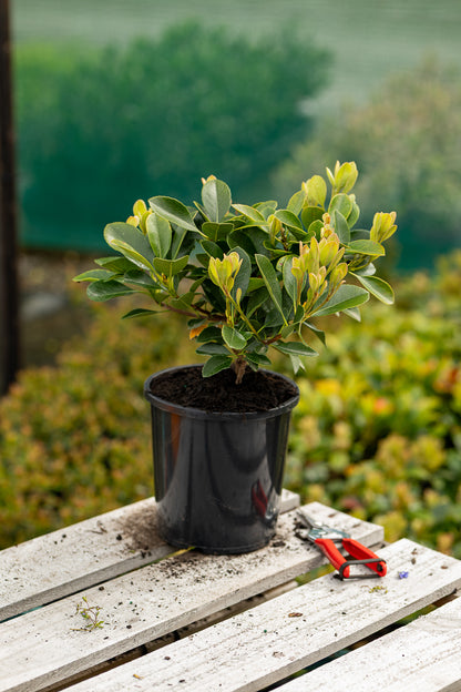 Rhaphiolepsis  Oriental Pearl