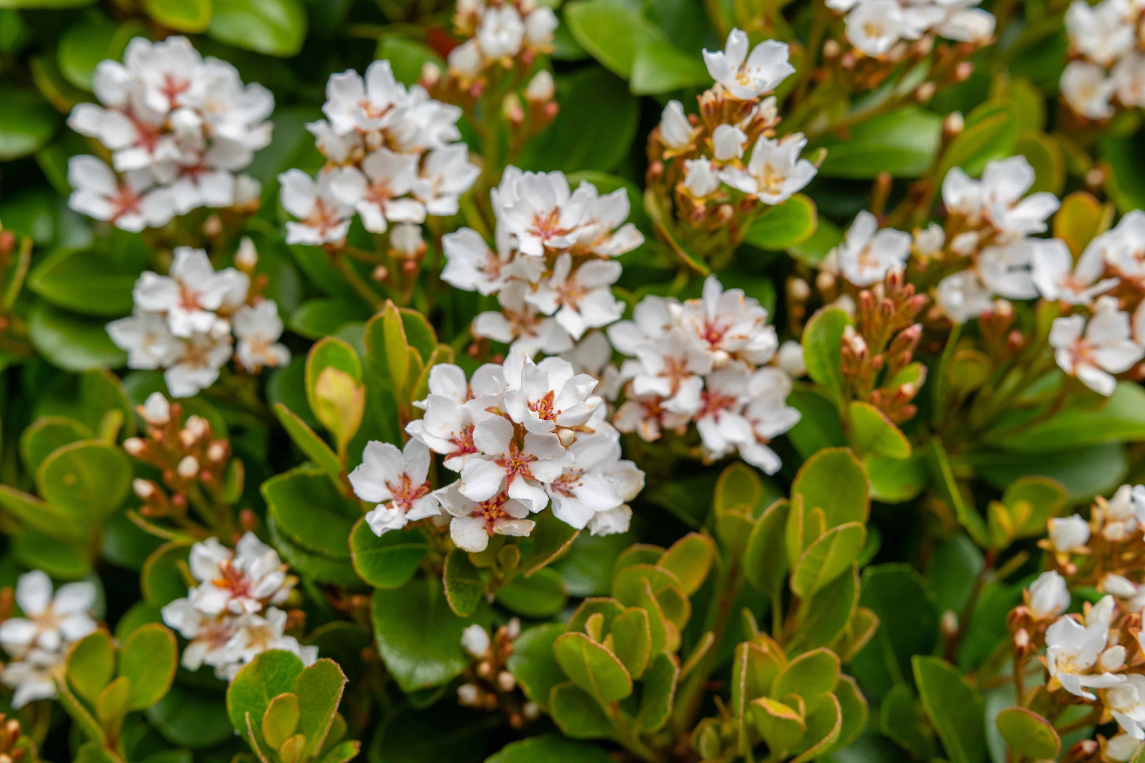 Evergreen flowering shrub