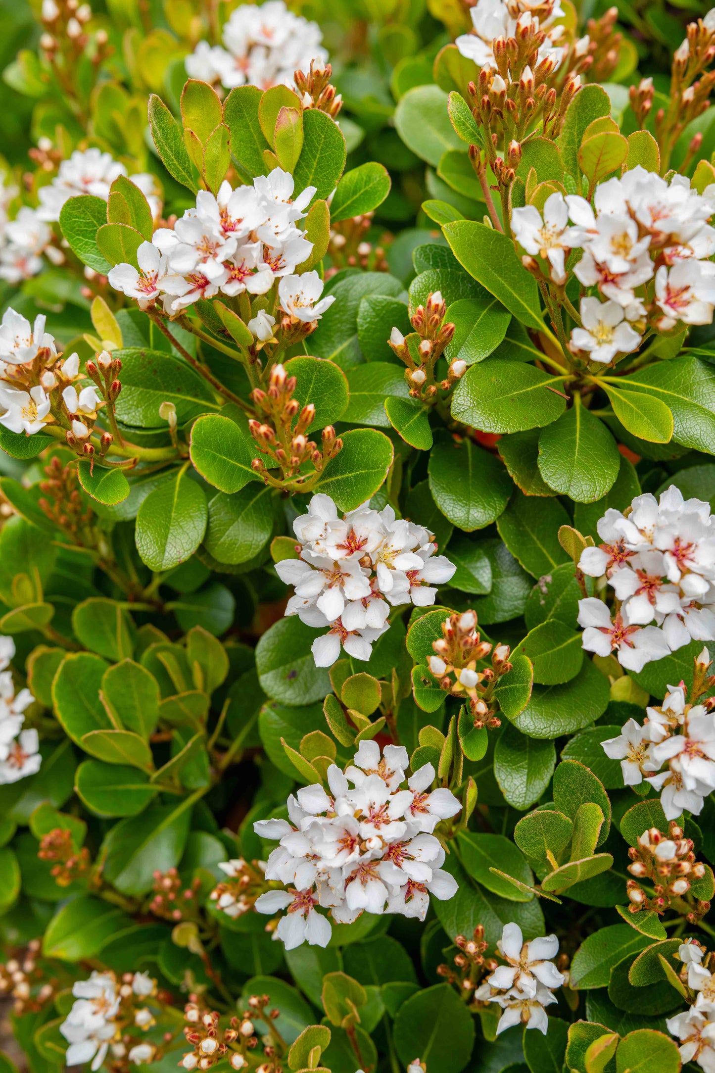 Rhaphiolepsis  Oriental Pearl