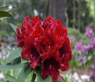 Rhododendron Black Magic