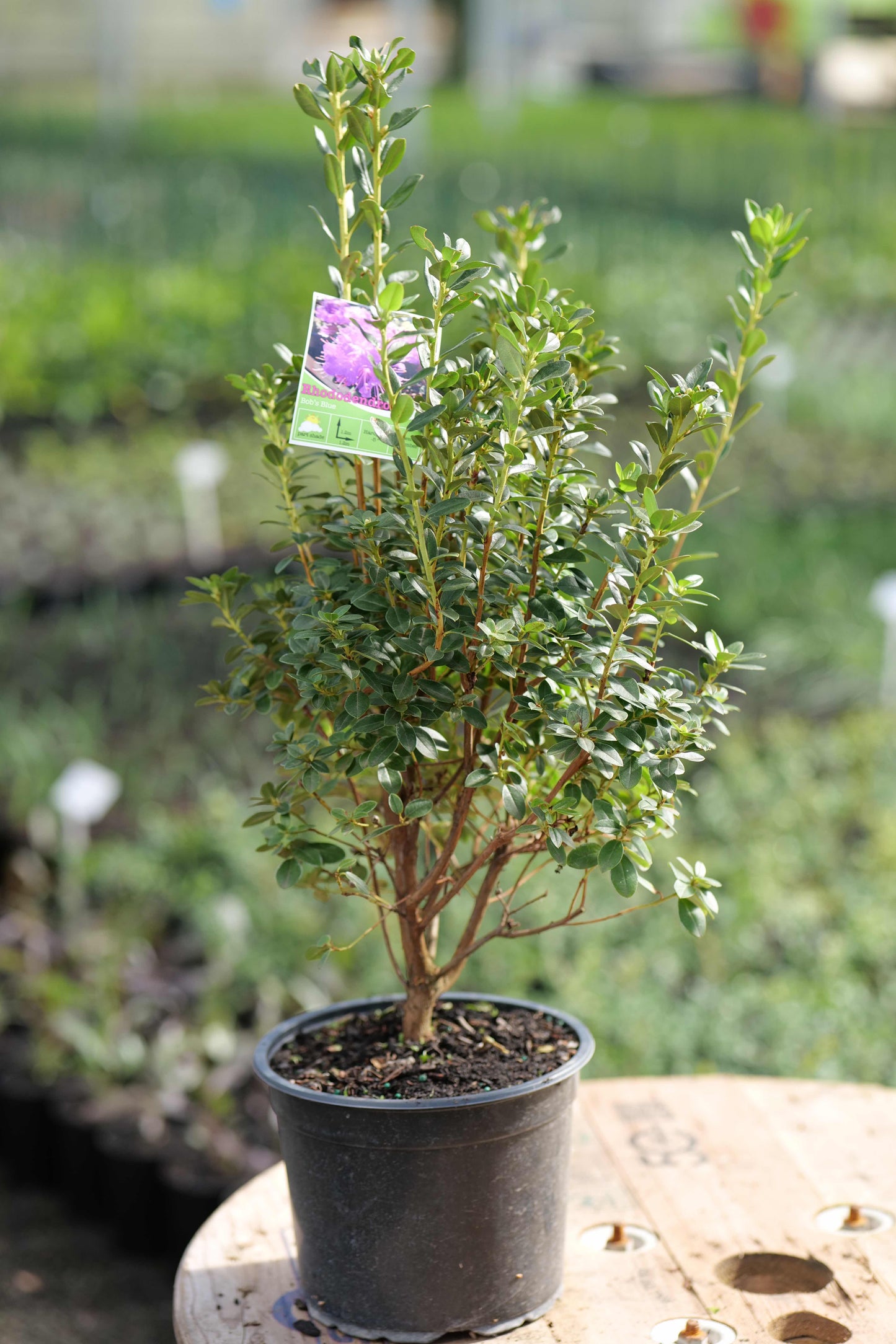 Rhododendron Bob’s Blue