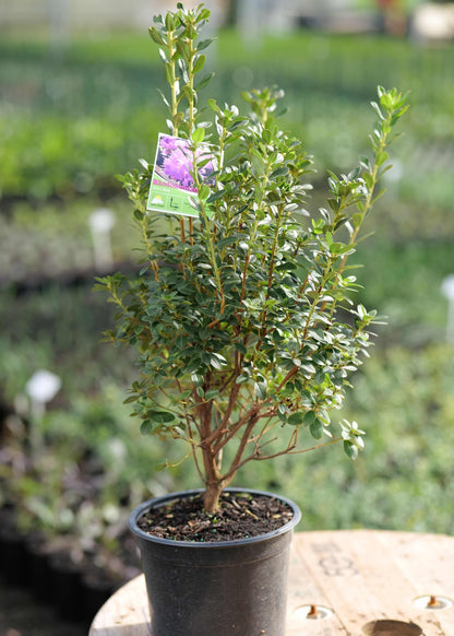 Potted Rhodo Bob's Blue with a tag in a garden setting