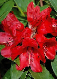Close-up of vibrant red flowers of Rhododendron Fireman Jeff with green leaves