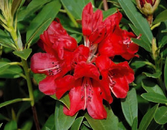 Rhododendron Fireman Jeff