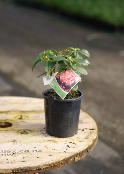 A Rhodo Johns Memory with green leaves and small yellow flowers sits on a round wooden spool outdoors. The plant is in a black nursery pot with a product tag attached, and the background is a blurred garden path.