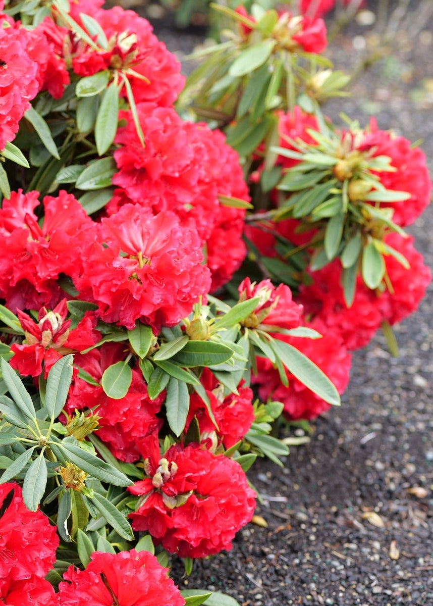 A close-up of a rhododendron Kaponga bush in full bloom with vibrant red flowers and green leaves, set against a dark gravel path.