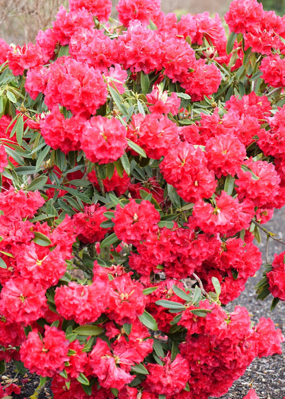 A close-up of a rhododendron Kaponga bush in full bloom with dense clusters of bright red flowers and green leaves.