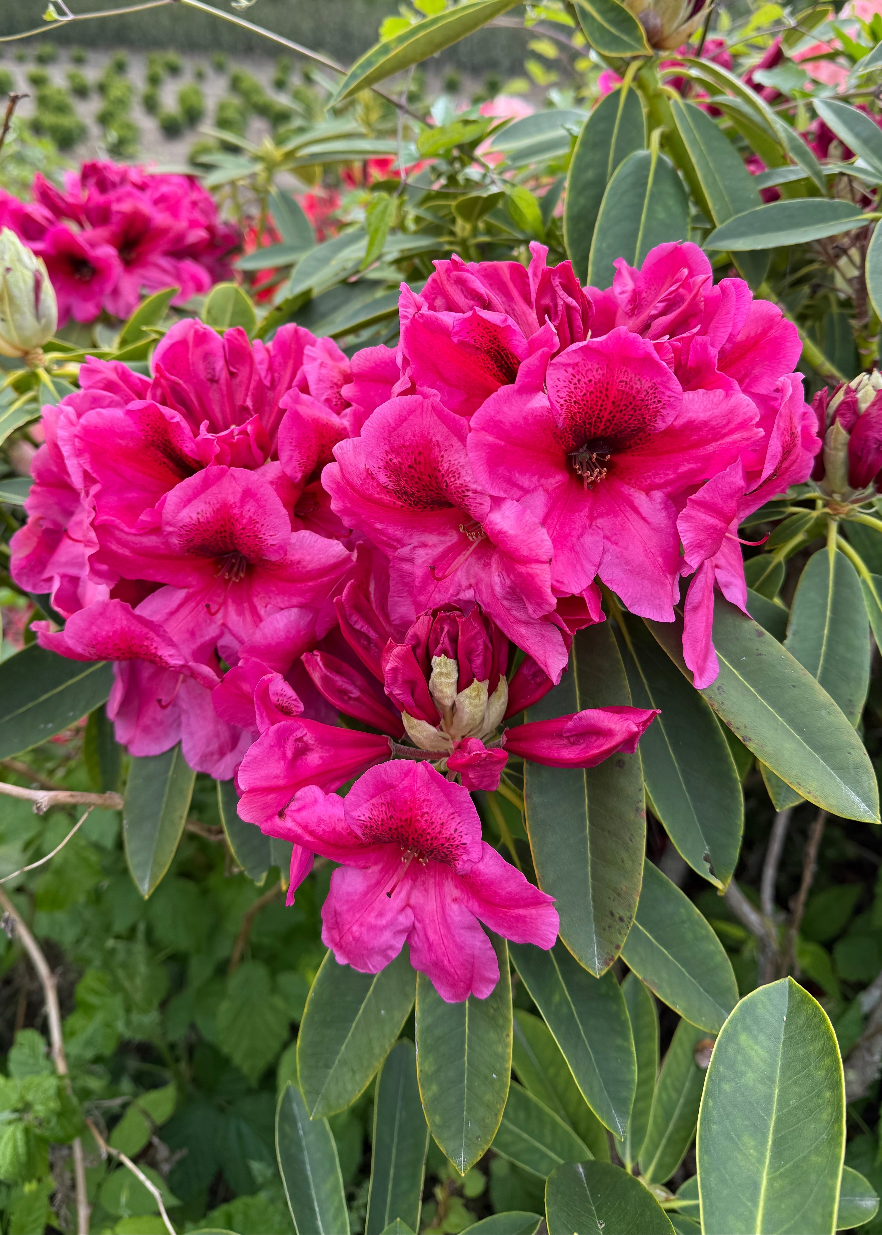 Rhododendron Midnight – CJ's Plant Farm