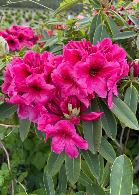 Rhododendron Midnight