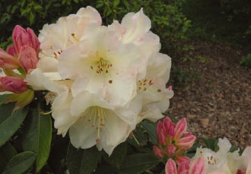 Rhododendron Unique