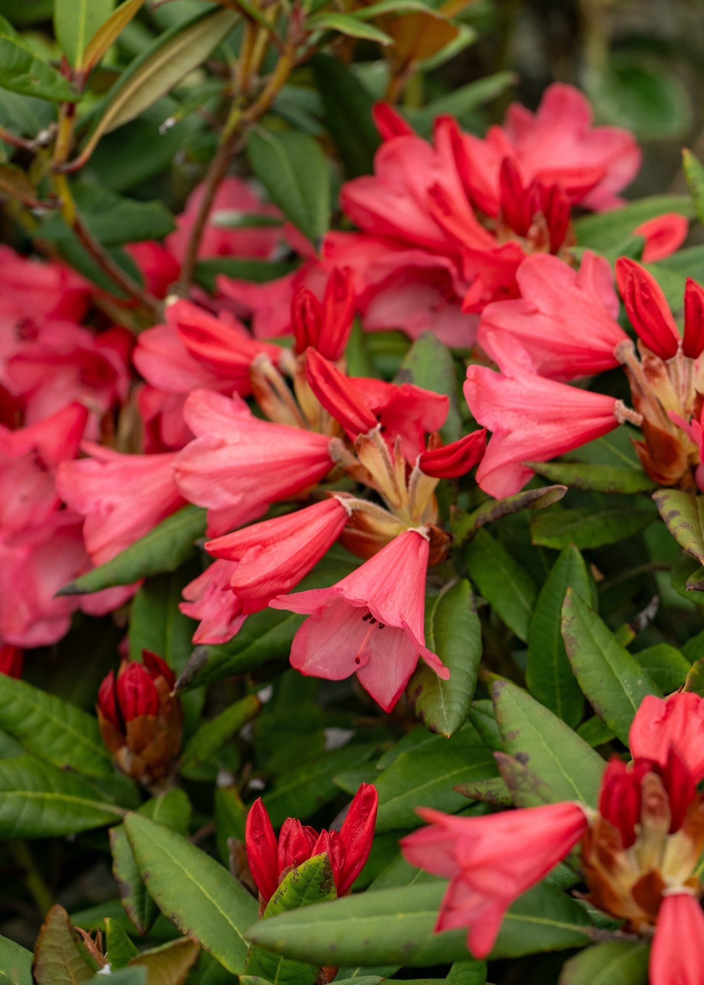 Rhododendron Winsome