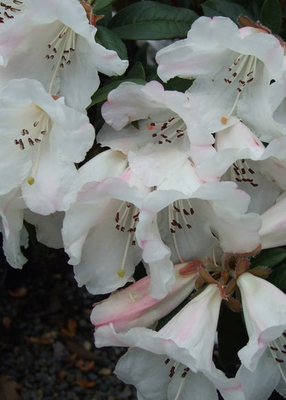 Rhododendron Princess Alice