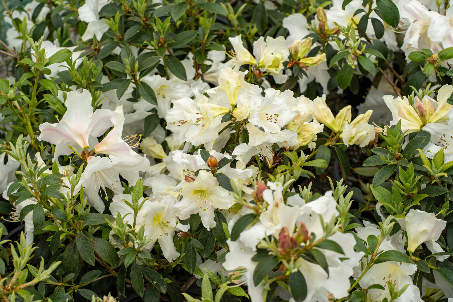 Rhododendron Cos