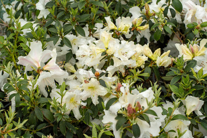 Rhododendron Cos