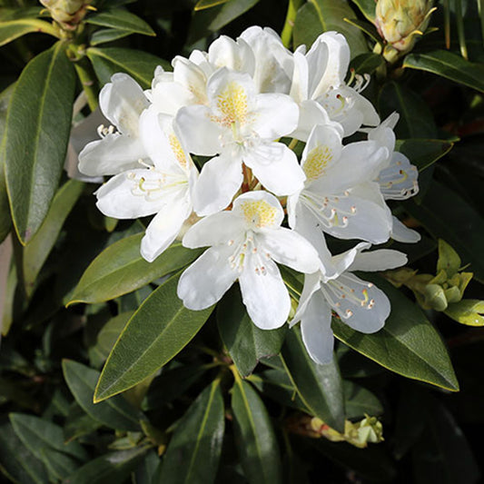 Rhododendron Chionoides