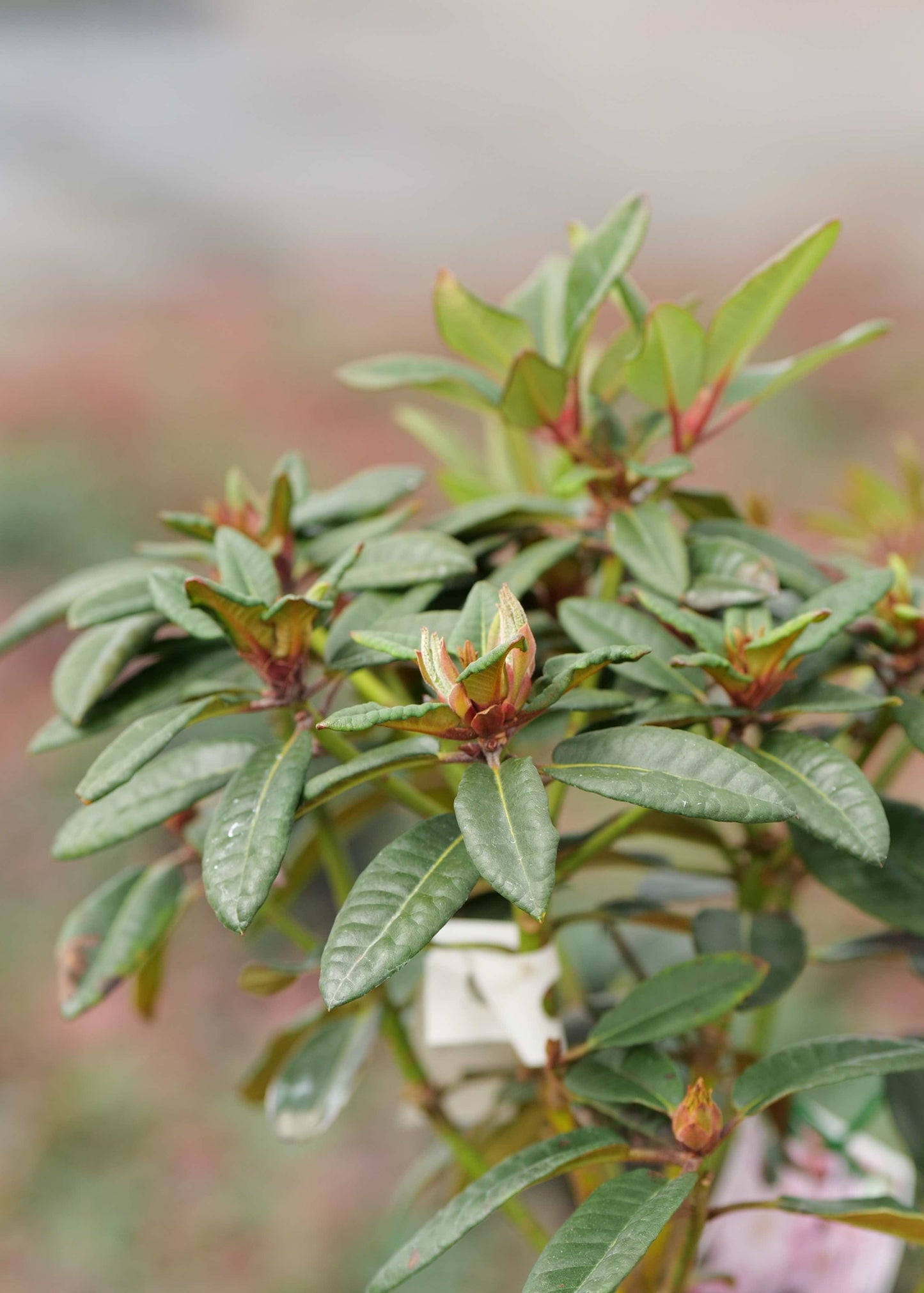 Rhododendron Bronze Wing