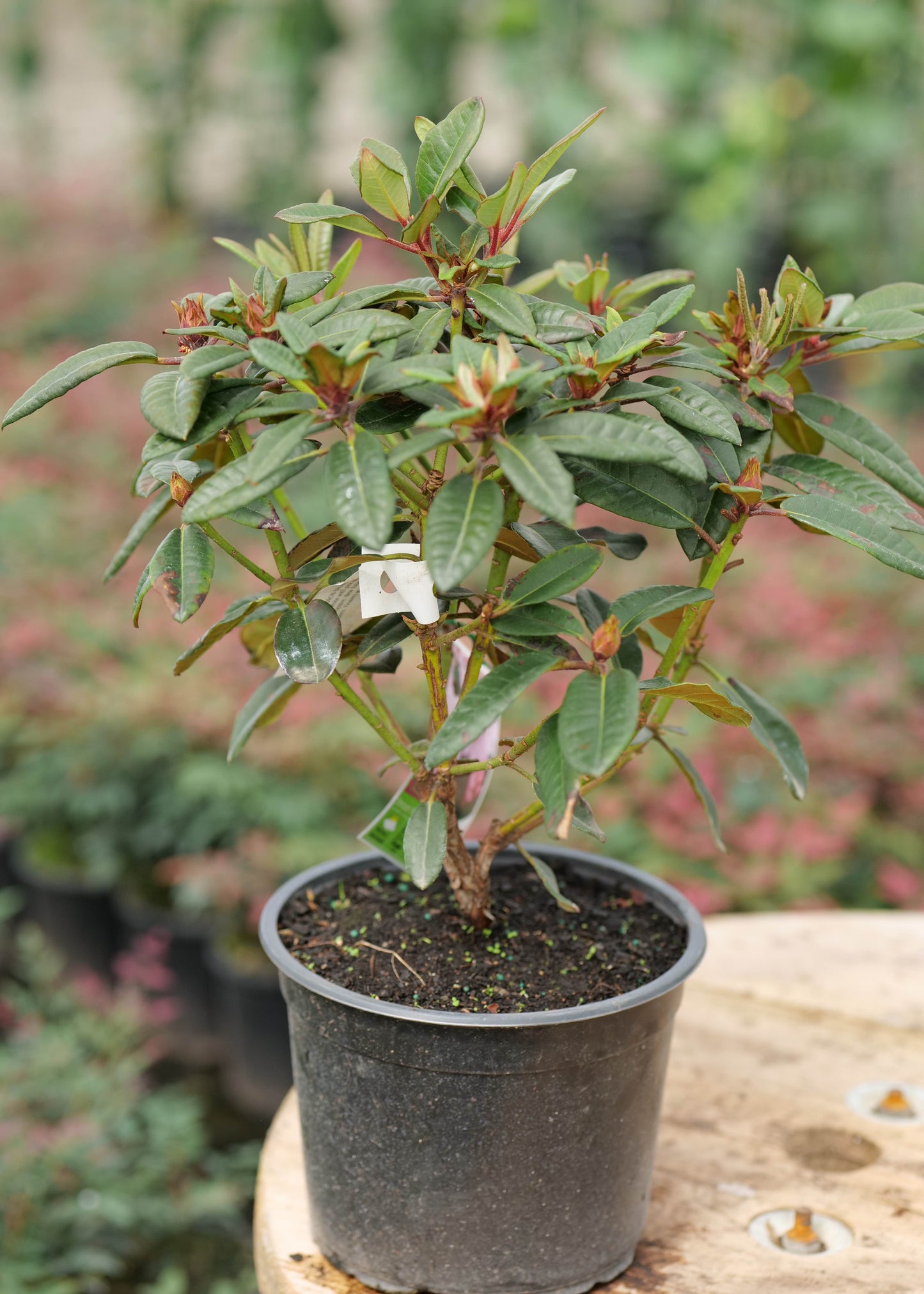 Rhododendron Bronze Wing