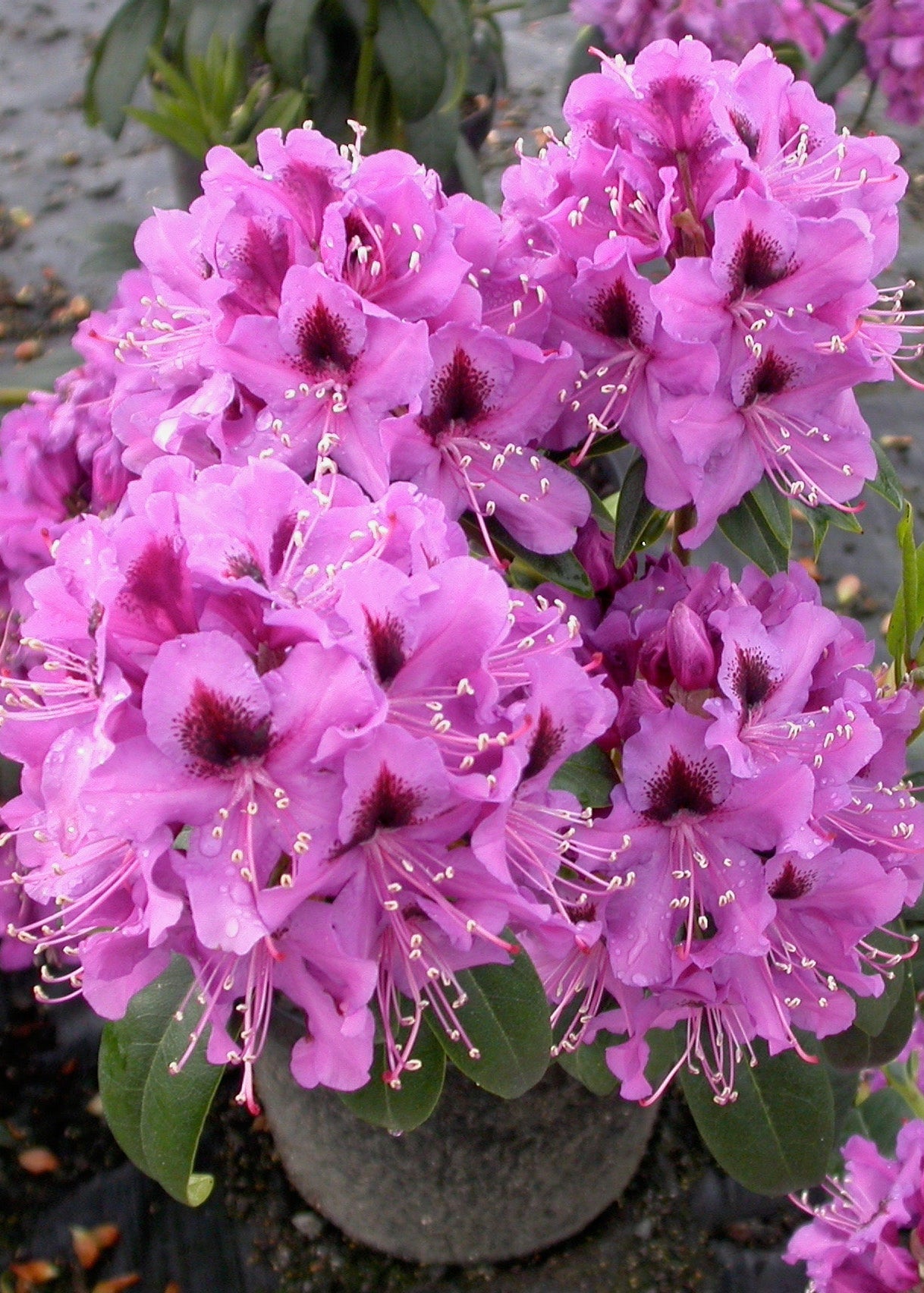 Rhododendron Bumble Bee