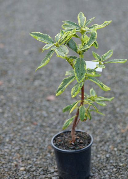 Rhododendron Cornubia Variegatum