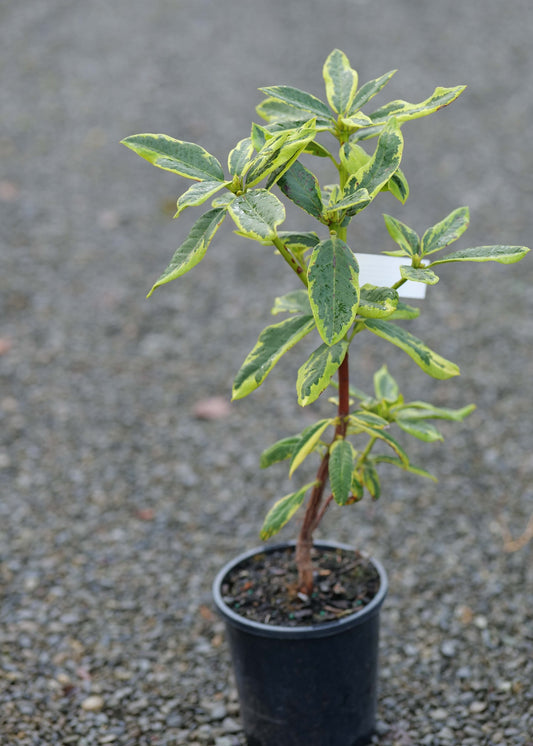 A small Rhododendron Cornubia Variegata 