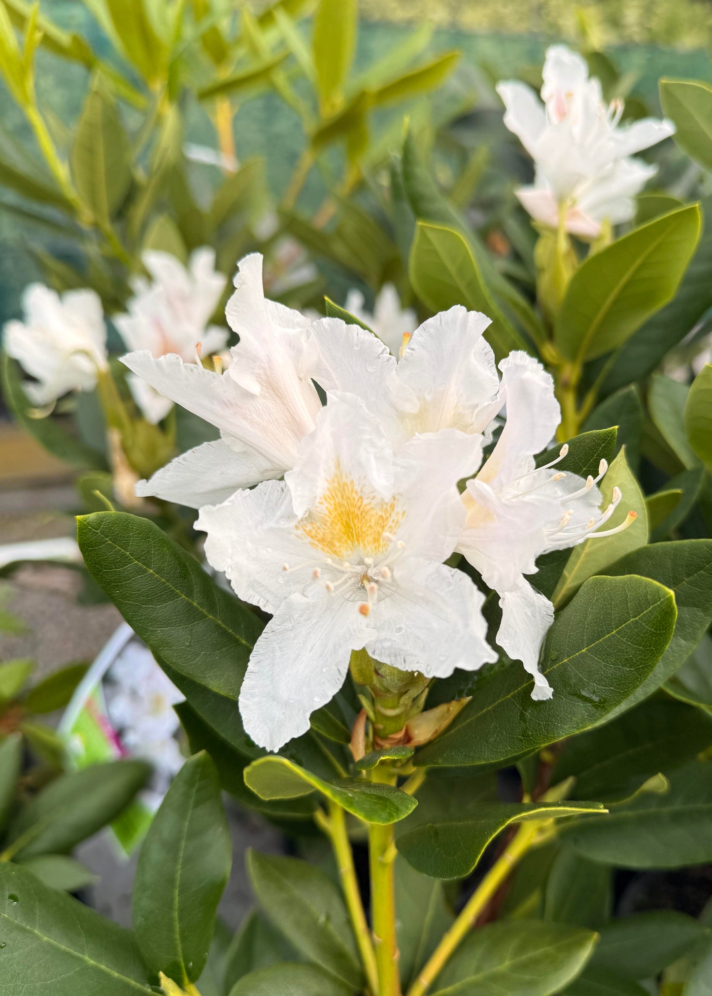 Rhododendron Cunninghams White