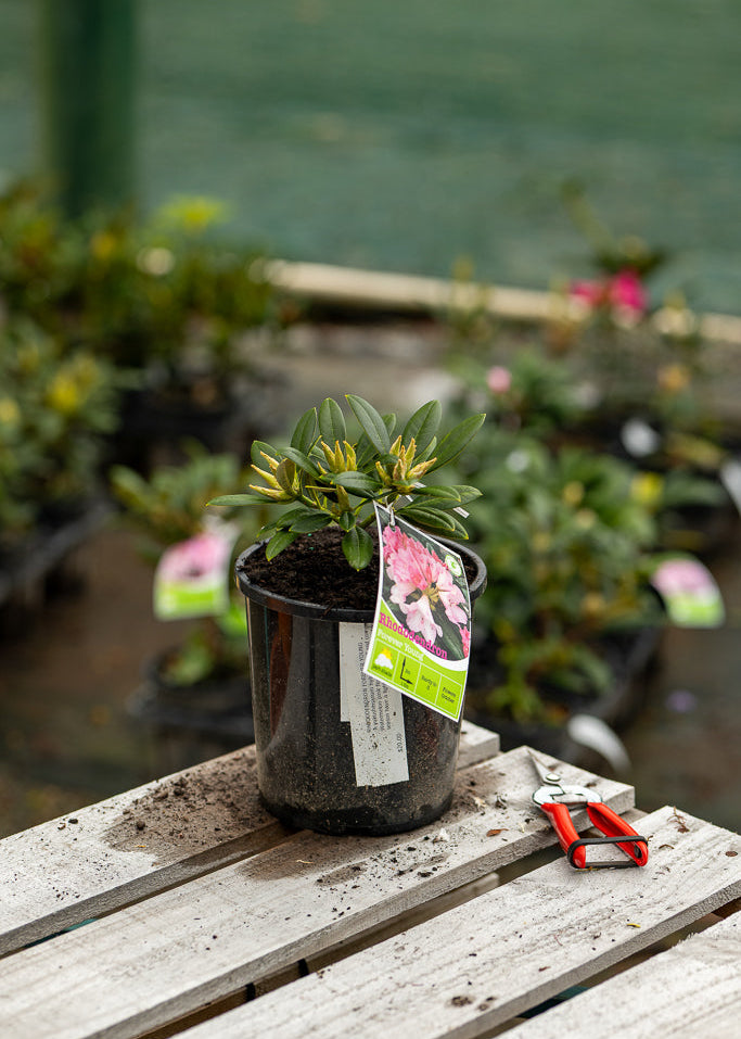 Rhododendron Forever Young