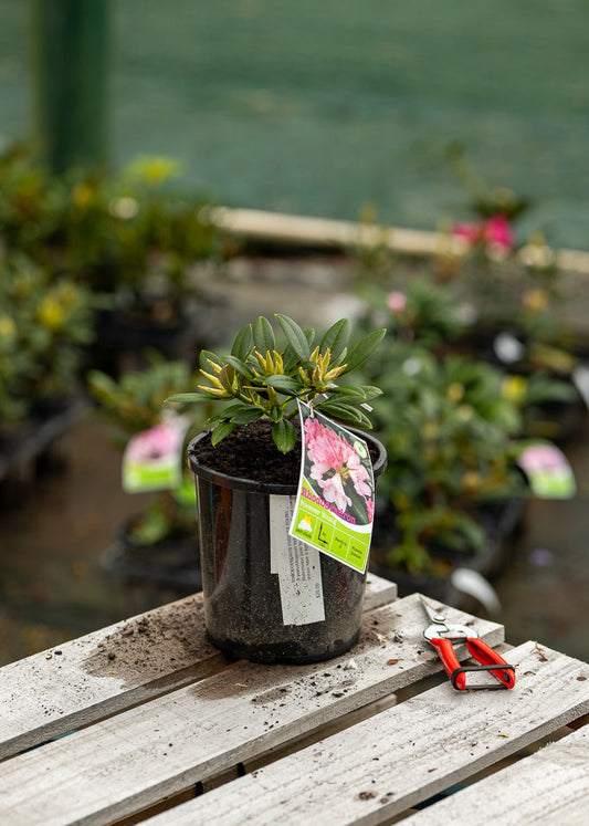 Rhododendron Forever Young