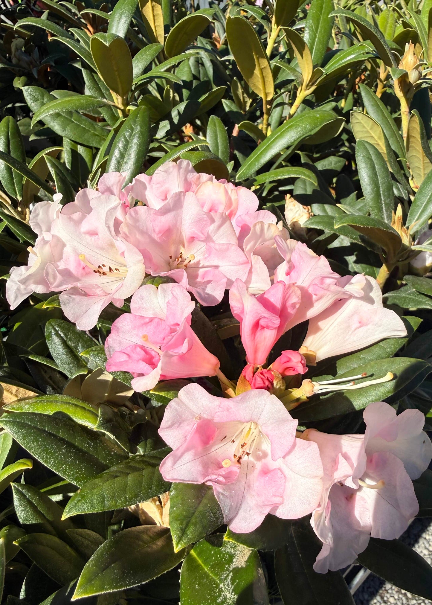 Rhododendron Forever Young