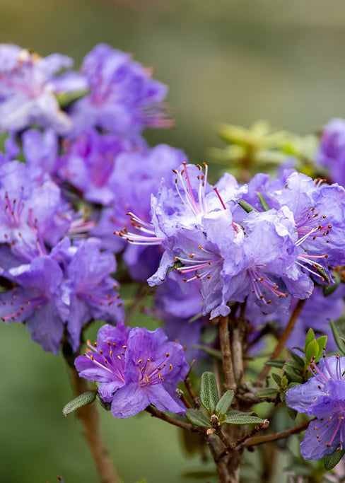 Rhododendron Glenfalloch Blue