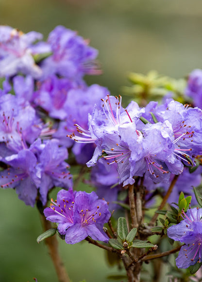 Rhododendron Glenfalloch Blue