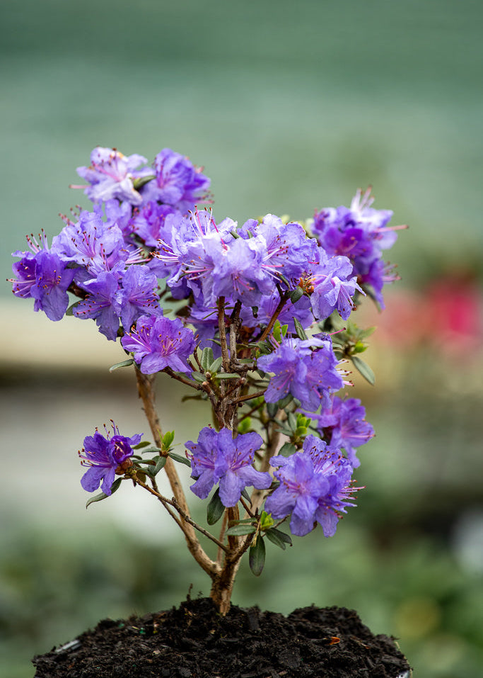 Rhododendron Glenfalloch Blue