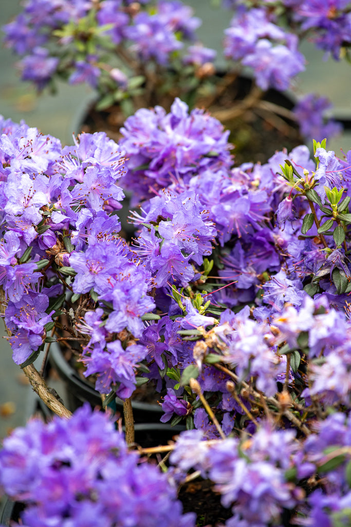 Rhododendron Glenfalloch Blue