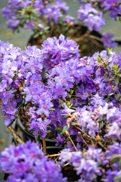 Rhododendron Glenfalloch Blue