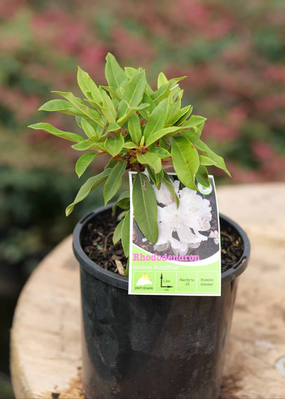 Rhododendron Helene Schiffner