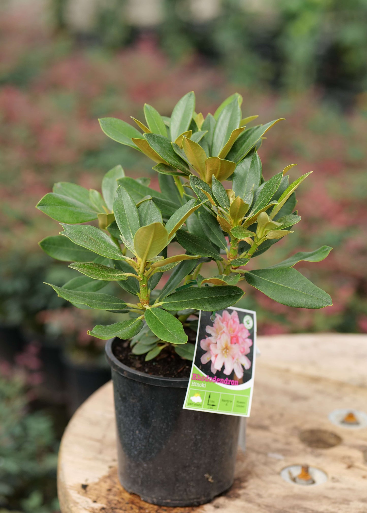 Rhododendron Hinoki