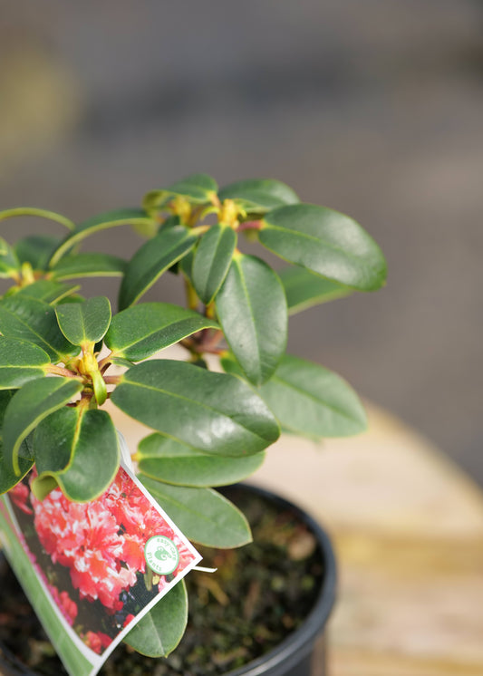 A close-up of a Rhododendron John's Memory with glossy green leaves and small yellow-green buds, shown in a black nursery pot with a printed tag attached. The background is softly blurred.